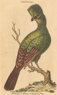 The Turaco Bird.