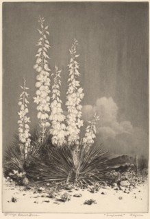 Soapweed, Arizona (no. 2), c. 1924.