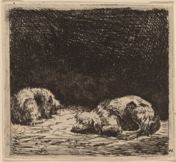 Dog and Cat.