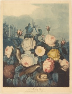 Roses, 1805.