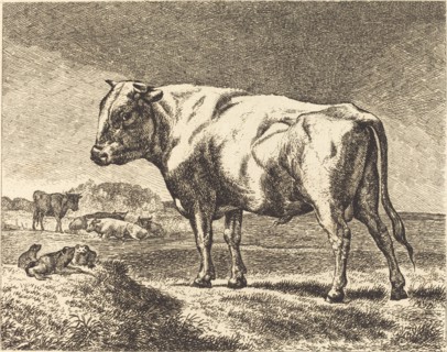 Cow.
