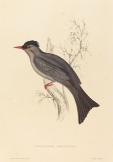 Hypsipetes Psaroides (Black Bulbul).