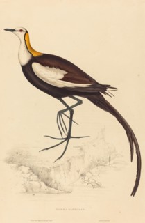 Parra Sinensis (Pheasant-Tailed Jacana).