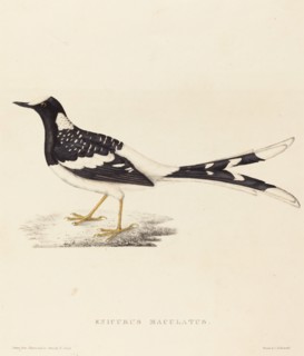 Enicurus Maculatus (Spotted Forktail).