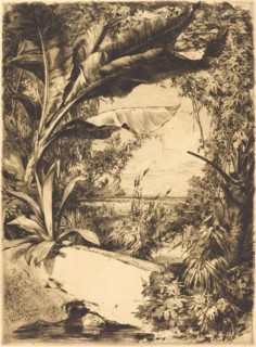 Plantes de Serre, 1863.