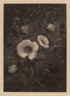 Wild Roses, 1883.
