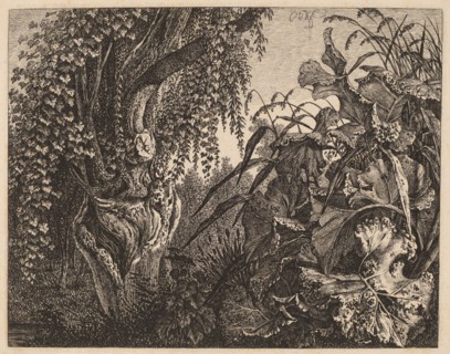 A Thicket; a Gnarled Willow Tree at Left, a Thicket of Vegetation at Right, 1820/1835.