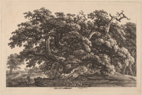 A Widely Expanding Oak Tree, 1825/1830.