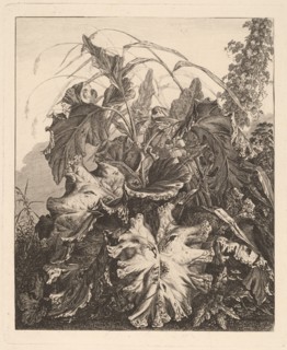 Foliage with Reeds, c.1810.