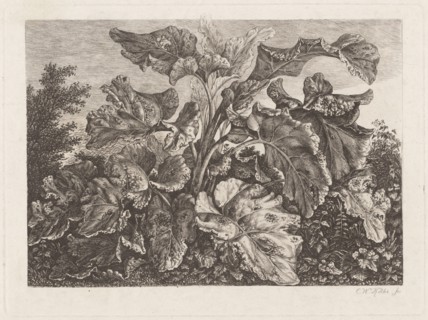 Plant Study with Burdock, c. 1820?.