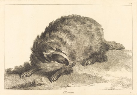 Blereau (Badger).