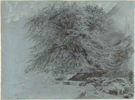 A Wild Beech in Full Leaf, 1858.