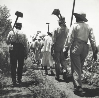 These cotton hoers work from 6 a.m. to 7 p.m. for $1.00 near Clarksdale, Mississippi, June-July 1937.