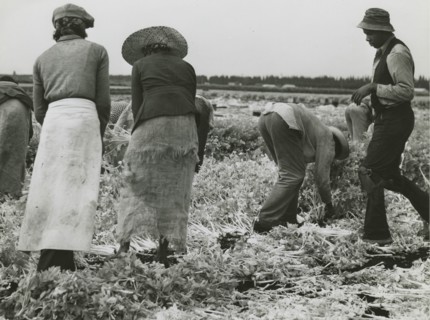 African American migrant laborers cutting celery, Belle Glade, Florida, January 1941.