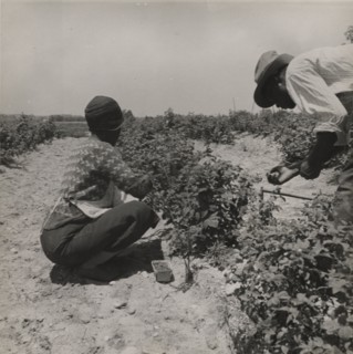 Berry pickers. Southern New Jersey. These pickers are Negroes brought in by truck from Delaware, 1936.