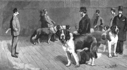 ''The Judging at the St.Bernard Club Show, held at Olympia', 1890. Creator: Unknown.