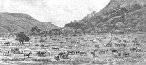 ''The Pioneer Corps of the British South Africa Co's Forces on their way to Mashonaland; The Camp on Creator: Unknown.
