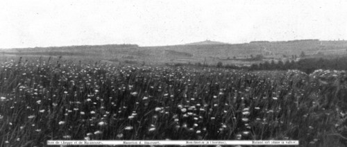 'Panoramas du champ de bataille, a l'ouest de la Meuse; Les arbres, sur la crete..., 1916. Creator: Unknown.