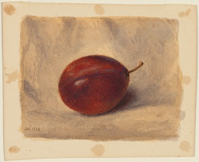 Plum, 1903. Creator: John Henry Hill.