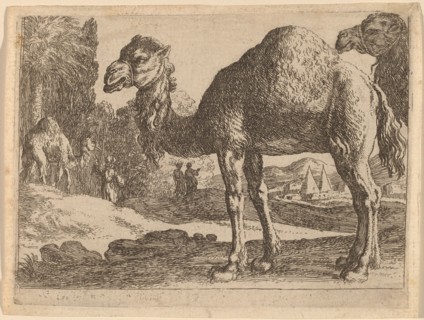 Camels. Creator: Herman van Swanevelt.