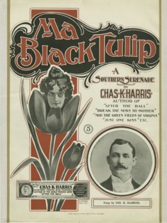 'Ma black tulip', 1900. Creator: Unknown.