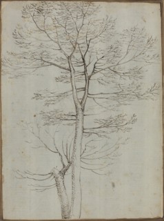 Bare Tree [verso]. Creator: Fra Bartolomeo.