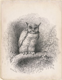 Owl, 1889. Creator: William Holbrook Beard.