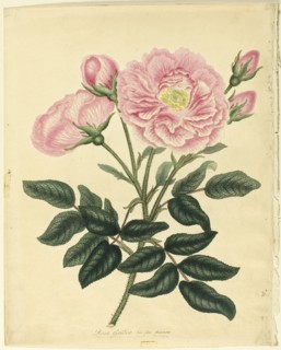 French Rose, 1806. Creator: Henry C Andrews.