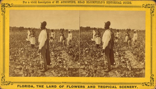 Picking cotton, c1850-c1930. Creator: Unknown.