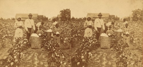 Picking cotton, c1850-c1930. Creator: Unknown.