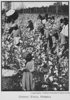 Cotton field, Georgia, 1911. Creator: Unknown.