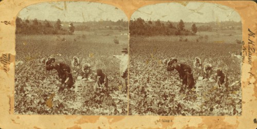 Picking cotton, (1868-1900?). Creator: Unknown.
