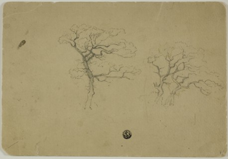 Flowering Trees, 1850/99. Creator: B.W. Atkinson.