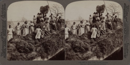 A rice raft, South Carolina, 1895. Creator: Unknown.