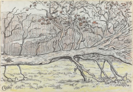 Felled Tree, Normandy, 1898. Creator: Georges Lacombe.
