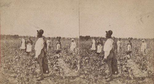 Picking cotton, (1868-1900?). Creator: O. Pierre Havens.