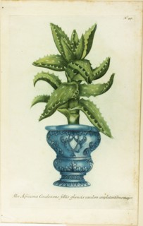 African Aloe, plate 47 from Phtanthoza Iconographia, 1736.