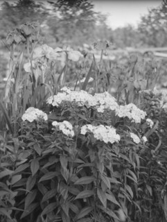 Cosgrave grounds, not before 1917. Creator: Arnold Genthe.