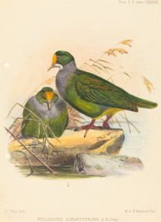 Two Birds (Ptilonopus Auranthfrons). Creator: Joseph Wolf.