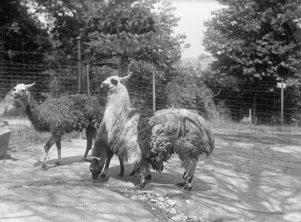 Zoo, Washington, D.C.: Llama, 1916. Creator: Harris & Ewing.