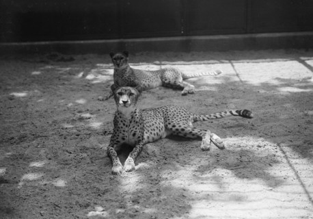 Zoo, Washington, D.C.: Cheetah, 1916. Creator: Harris & Ewing.