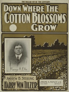 'Down where the cotton blossoms grow', 1901.  Creator: Unknown.