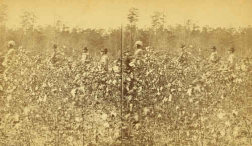 Cotton field. [Picking cotton], (1868-1900?). Creator: Unknown.
