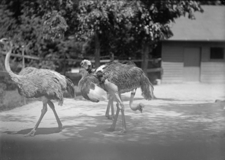 Zoo, Washington, D.C.: Ostriches, 1916. Creator: Harris & Ewing.