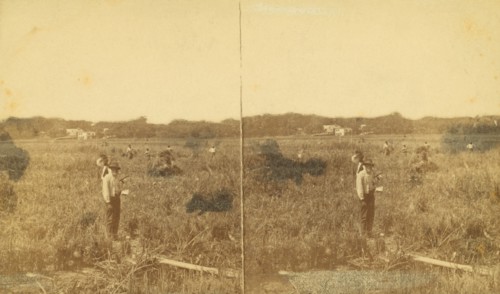 Cutting rice. [Harvesting rice], (1868-1900?). Creator: Unknown.