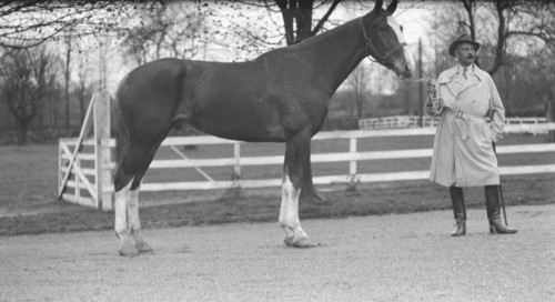 Rossbach, Max, Mr., with horse, 1932 May 1. Creator: Arnold Genthe.