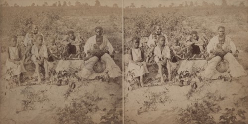Family group posing in cotton field, c1880-c1889. Creator: Unknown.