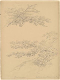 Birch Boughs, Catskill Mountains, 1856. Creator: John William Casilear.