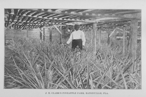 J. E. Clark's pineapple farm, Eatonville, Fla., 1907. Creator: Unknown.