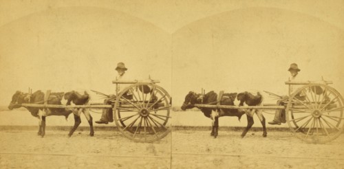 Uncle Lem, [Man in an oxcart], (1868-1900?). Creator: O. Pierre Havens.